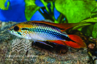 Apistogramma Agassizi